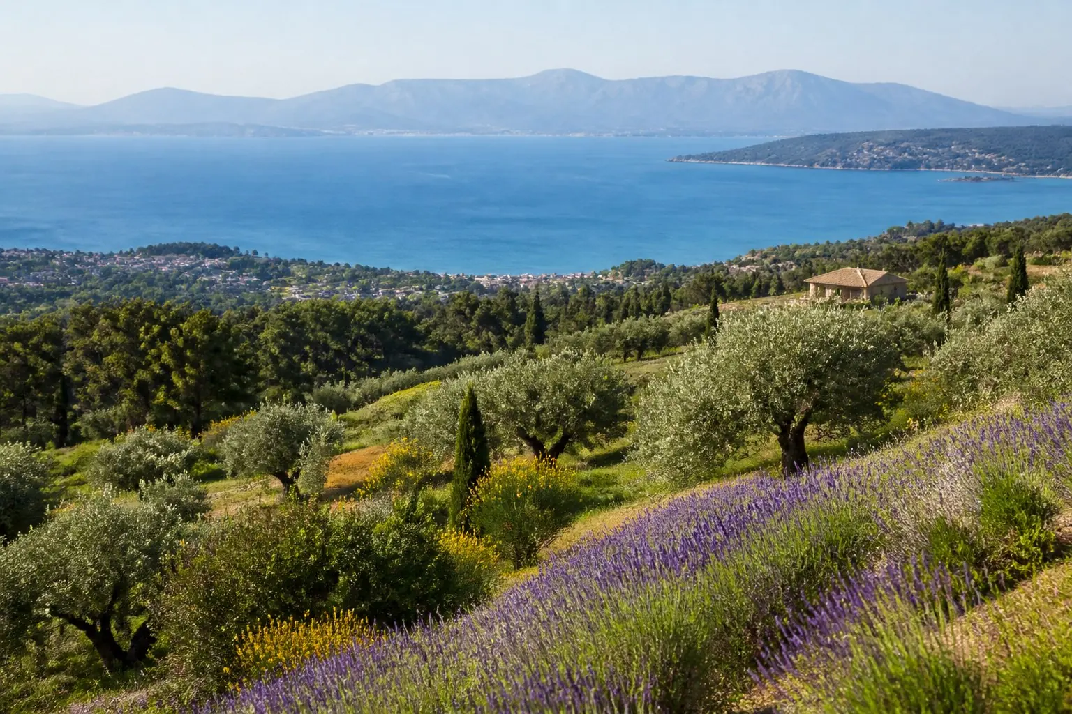 Oliviers, collines provençales et baie méditerranéenne en Provence-Alpes-Côte d’Azur